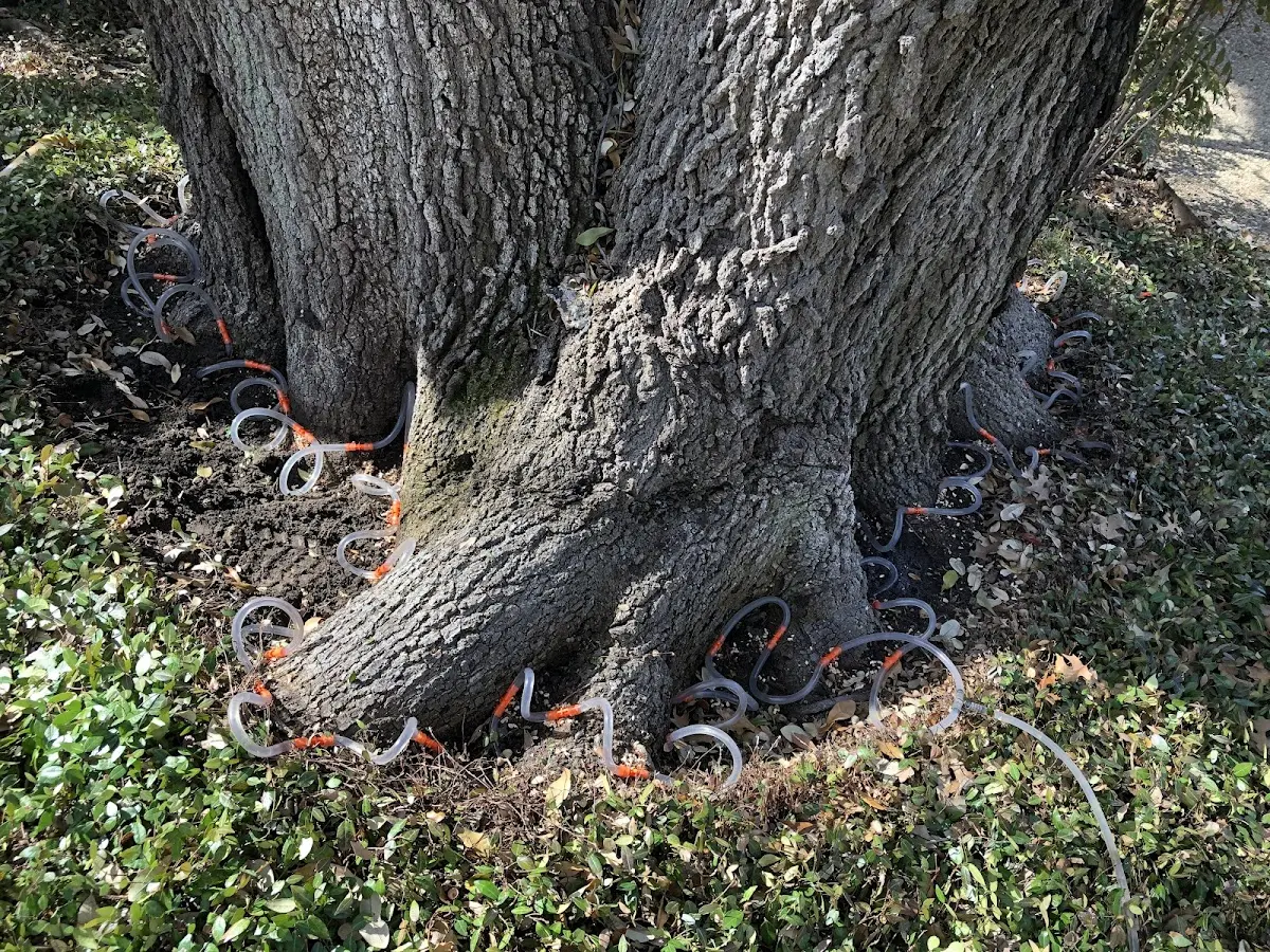 Detailed Tree Cabling and Bracing job site in Davidson