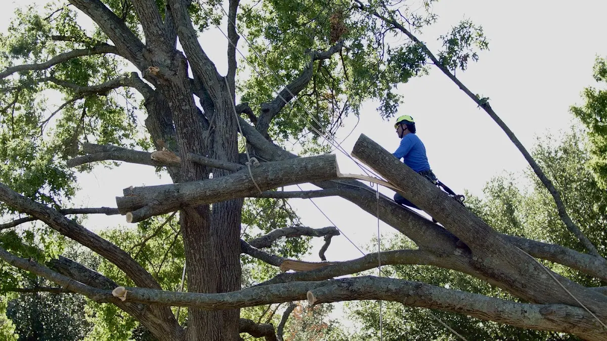 Professional Hazardous Tree Removal performed by certified arborists in Davidson