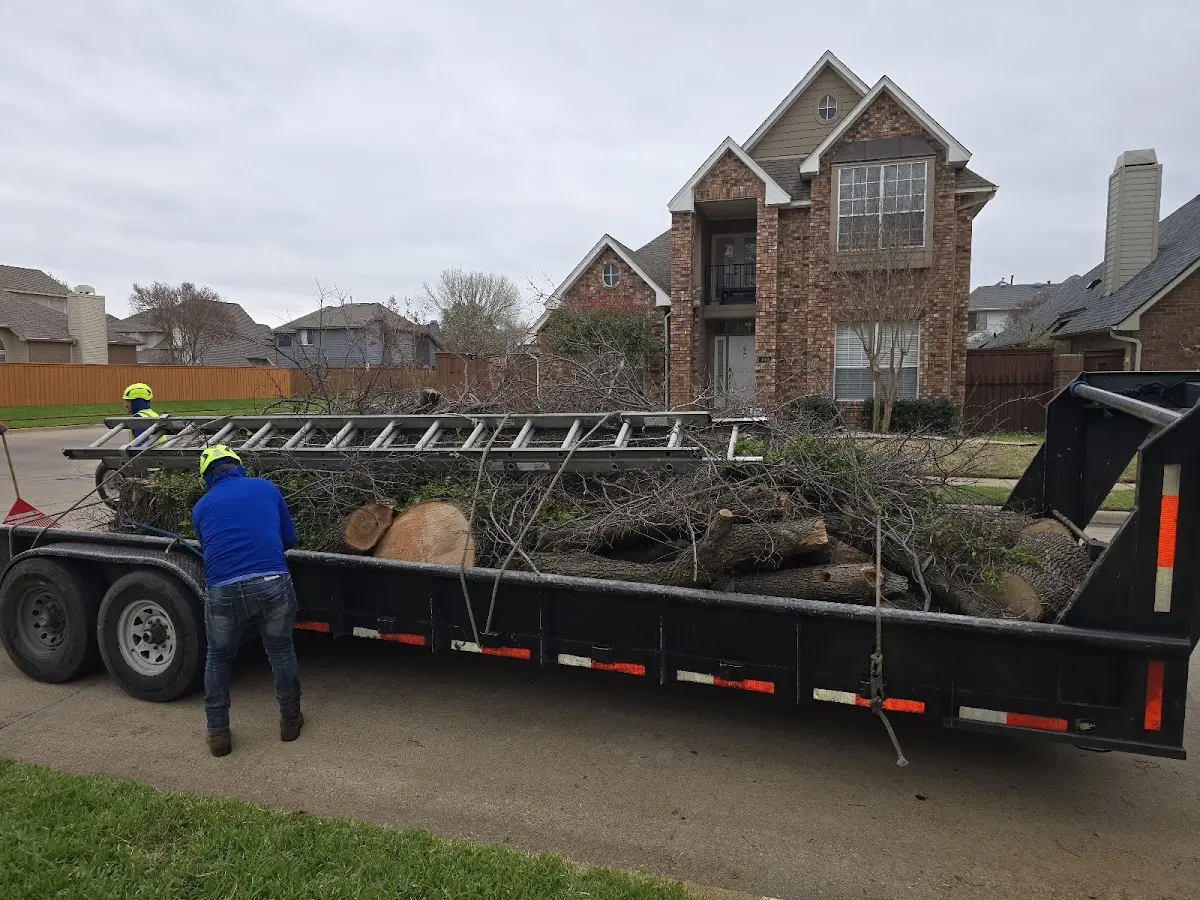 Expert Tree Pest Control with proper safety equipment in Davidson